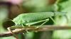 Phaneroptera nana